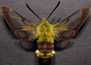 H.fuciformis_3