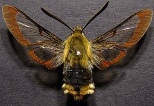 H.fuciformis_4
