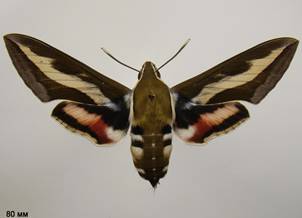 H.gallii_5