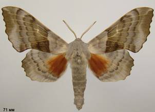 L.populi_17