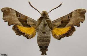 P.proserpina_1