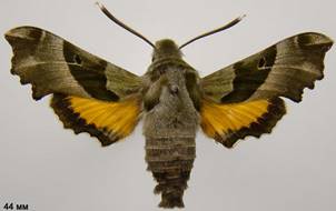 P.proserpina_2