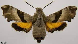 P.proserpina_3