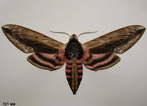 S.ligustri_7