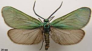 J.globulariae_1