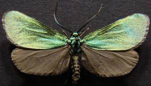 J.globulariae_1.