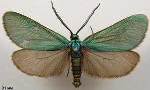 J.globulariae_2