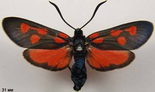 Z.angelicae_3
