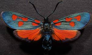 Z.angelicae_3.