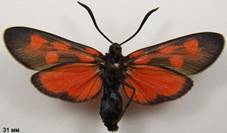 Z.angelicae_3isp