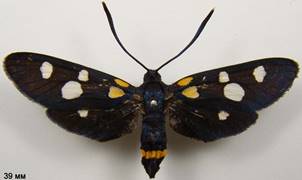 Z.ephialtes_1