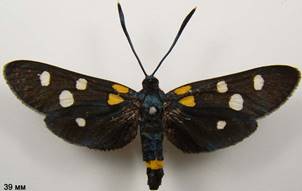 Z.ephialtes_2