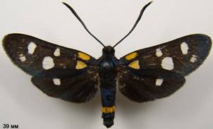Z.ephialtes_4