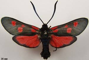 Z.lonicerae_1