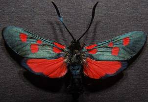 Z.lonicerae_1.