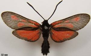 Z.osterodensis