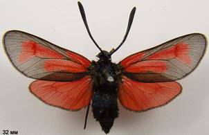 Z.purpuralis_1