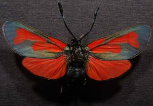 Z.purpuralis_1.