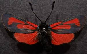 Z.purpuralis_2.