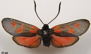 Z.viciae_2