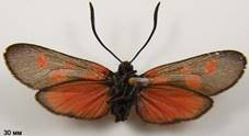 Z.viciae_2isp