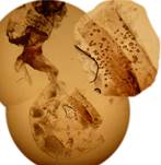 Z.viciae_2kop