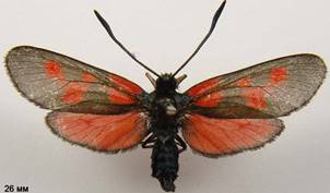 Z.viciae_4