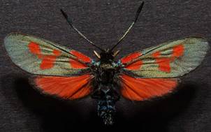 Z.viciae_4.