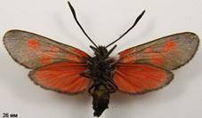 Z.viciae_4isp