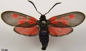 Z.viciae_5