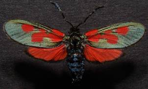 Z.viciae_5.