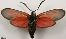 Z.viciae_5isp