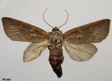 image017
