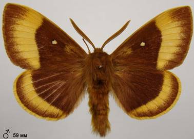 image035