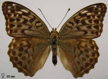 image032