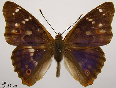image063